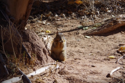 Navajo orav